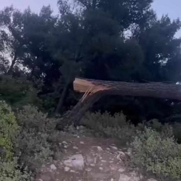 مجهولون يقطعون 30 شجرة حرجية في جرش