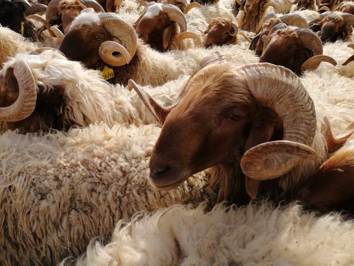 أمانة عمّان تحدد مواقع حظائر بيع الأضاحي وتستقبل الطلبات إلكترونيا