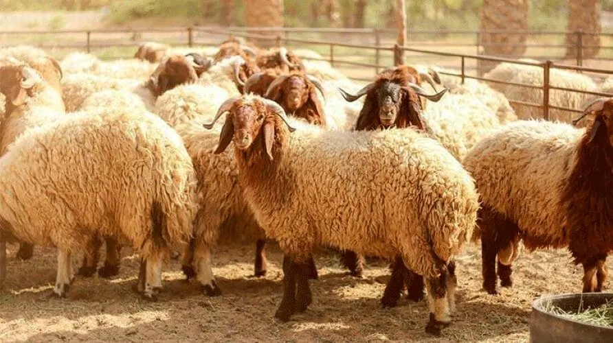الكواليت: عروض الأضاحي عبر منصات التواصل نصب واحتيال .. وسعر البلدي 250 ديناراً