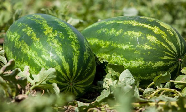 مكافحة الأوبئة: لا علاقة للبطيخ بالفيروس المعوي المنتشر بين الأردنيين