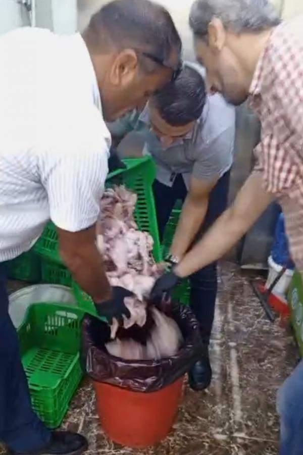 ضبط مركبة تحمل دجاجاً مجهول المصدر وبداخلها حشرات نافقة في الزرقاء 