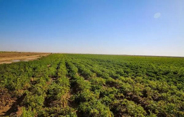 دعوة لمزارعي الكورة لاستكمال أوراق الاستفادة من مشروع استصلاح الأراضي