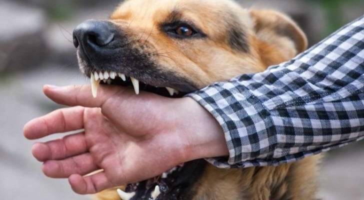 إصابة طفل جرّاء تعرضه لهجوم كلاب ضالة في المفرق