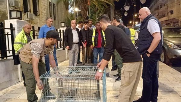 إطلاق حملة لجمع الكلاب الضالة في السلط