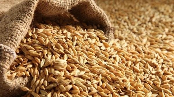 رفع سعر طن الشعير لمربي الثروة الحيوانية عدا الأغنام 5 دنانير