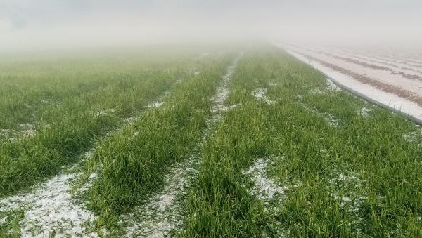 الأمطار تجدد آمال مزارعي الأغوار الشمالية بتحسن موسمهم