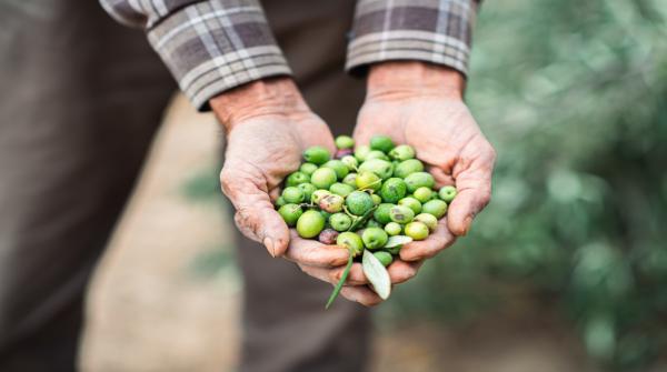 الإحصاءات: 42.3% نسبة إنتاج زيت الزيتون من المعدل الموسمي