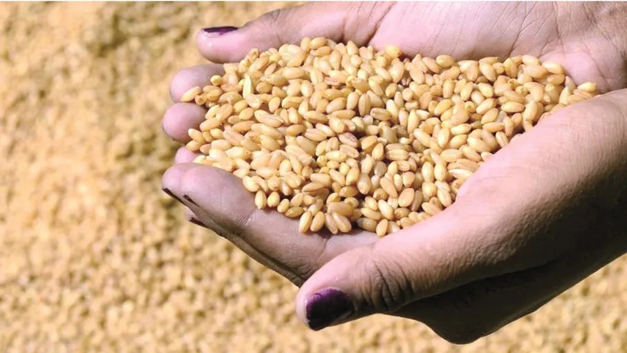 رفع طاقة تخزين القمح والشعير إلى 2.3 مليون طن الشهر الحالي