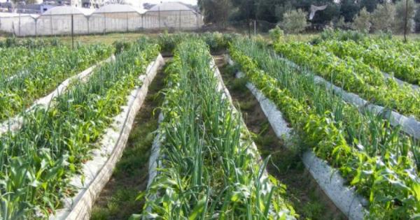 زراعة المفرق: الأمطار الأخيرة تعزز الآمال بموسم جيد