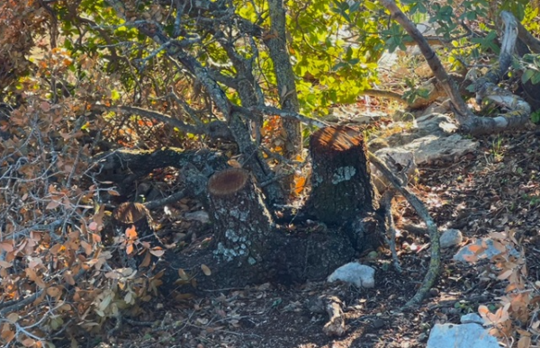 ضبط متورطين بقطع أشجار معمرة ونادرة في عجلون