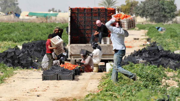 ارتفاع أسعار المنتجين الزراعيين خلال الأشهر الـ11 الأولى لعام 2025