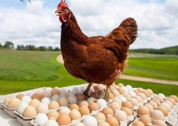انخفاض أسعار الدجاج وارتفاع البيض في 2025