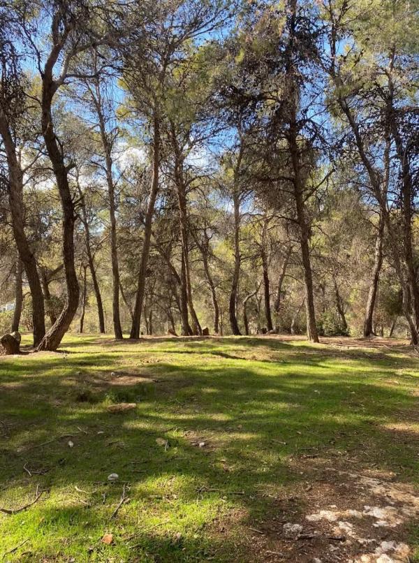 الموسم المطري يعزز التنوع الحيوي في محمية دبين