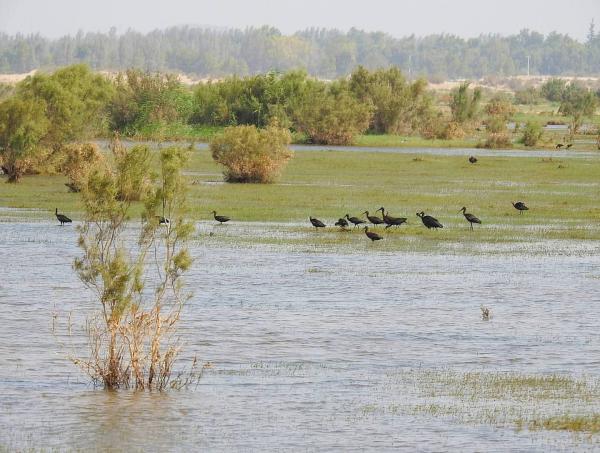 الأمطار تنعش قاع الأزرق وتدعم موائل الطيور المهاجرة