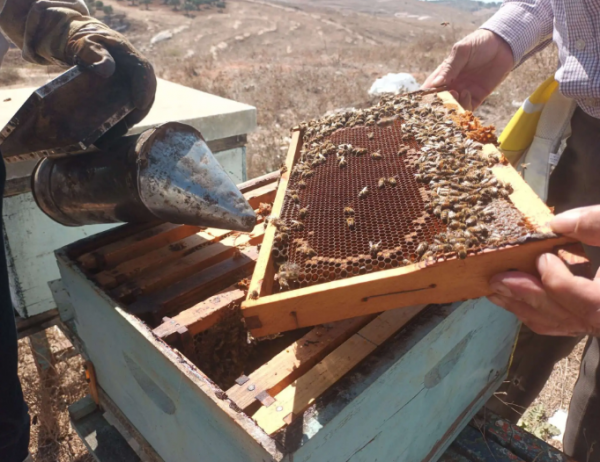 الزراعة تدعو إلى تفقد 