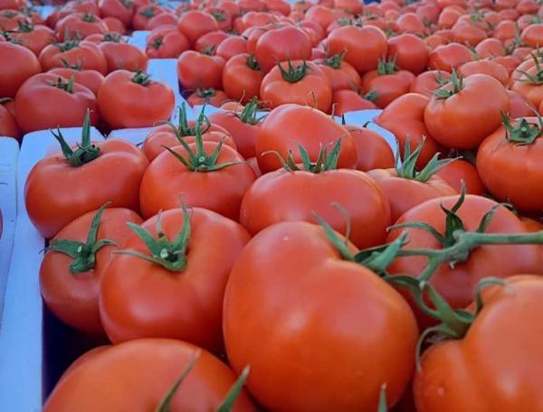 وزير الزراعة: اسعار البندورة ستنخفض بشكل ملحوظ بداية نيسان