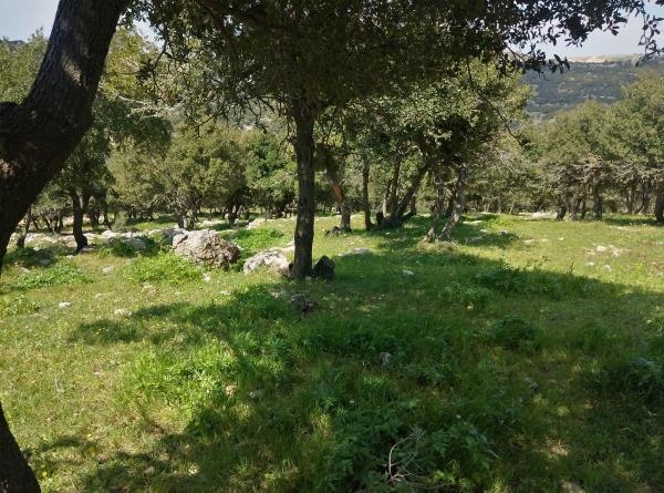 زراعة المزار الشمالي: كمية الهطول المطري وتوزيعه سينعكس إيجابًا على القطاع