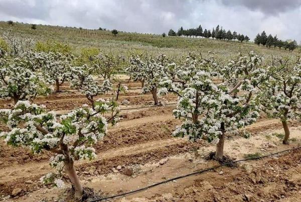 مزارعو الشوبك يتفاءلون بوفرة الأمطار وتحسن الإنتاجية