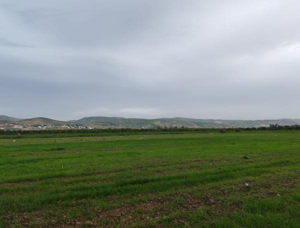 أمطار الخير تُنعش مراعي الأغوار الشمالية وتخفف كلف الأعلاف