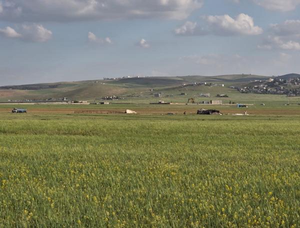 وفرة المراعي الطبيعية في المفرق تخفف الأعباء عن مربي الماشية