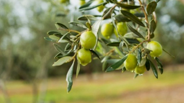 زراعة المفرق: الموسم المطري سينعكس ايجابا على محصول الزيتون