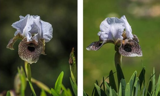 السوسنة البيضاء في عجلون .. لوحات طبيعية تنبض بالجمال