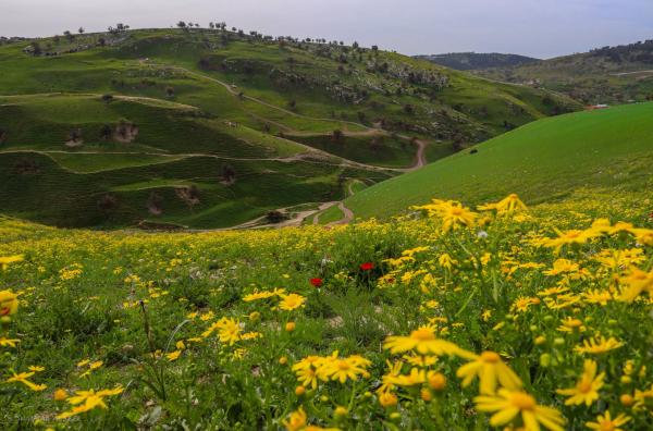 أرياف إربد تستقطب آلاف الزوار في آخر ملامح الربيع