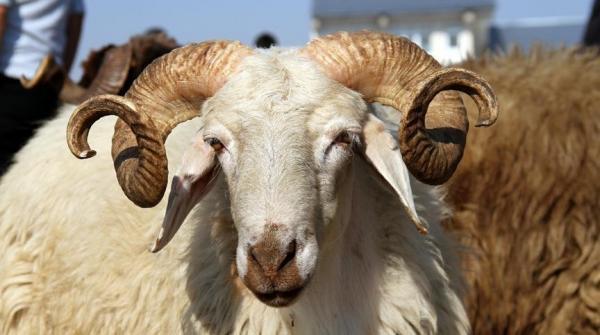 الزراعة تنفي ارتفاع أسعار الأضاحي: تجار يحاولون رفعها إعلاميا