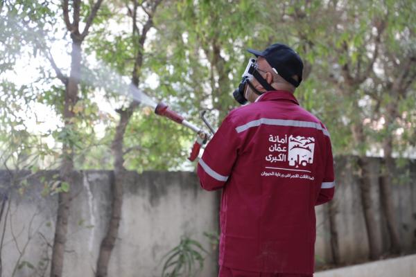 الأمانة: حملة لمكافحة الحشرات والقوارض والكلاب الضالة مجاناً