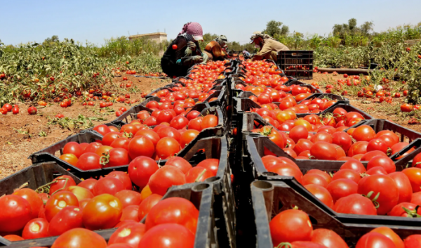 وزير الزراعة يرفع كميات البندورة المسموح بتصديرها