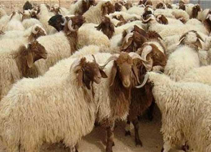 الأردن يستعد للعيد بنصف مليون أضحية بلدية و272 ألفا مستوردة