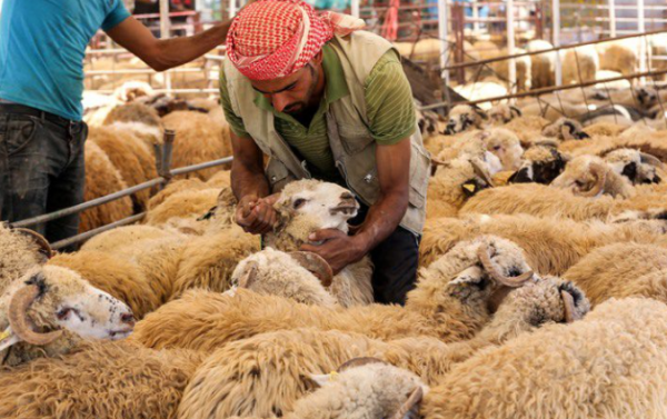 بلدية إربد تحدد 5 مواقع لبيع الاضاحي