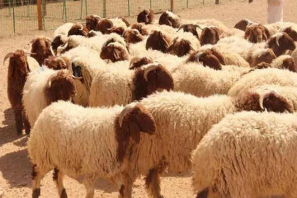 بلدية الرصيفة تخفض رسوم حظائر الأضاحي إلى النصف