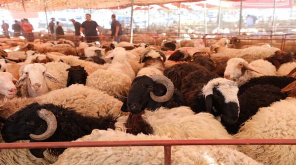 بلدية الهاشمية تنفذ جولة رقابية على حظائر الأضاحي