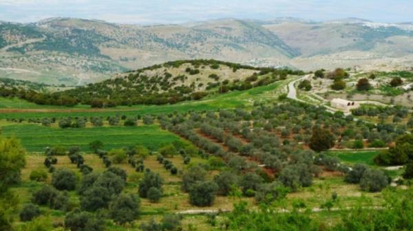 مختصون: استدامة زراعة عجلون ترتبط بتكامل الجهود لمواجهة التحديات