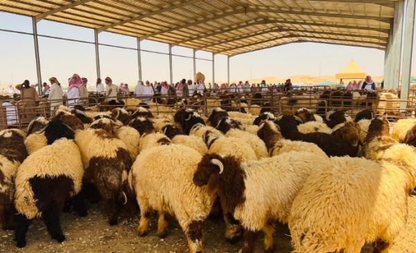الكواليت: إقبال من مربي المواشي لزيادة أعداد القطعان