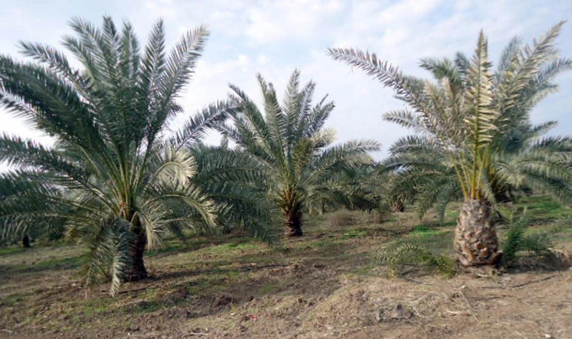 النخيل في غور الأردن .. إرث زراعي يعزز حضور التمور الأردنية
