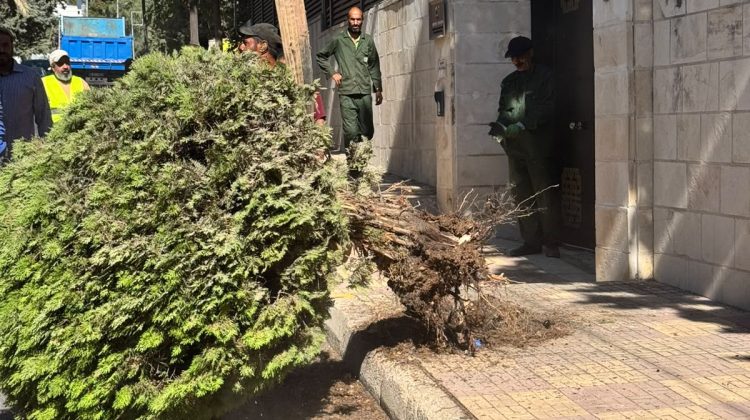 أمانة عمّان: خلع 45 شجرة ضمن حملة إزالة العوائق من الأرصفة