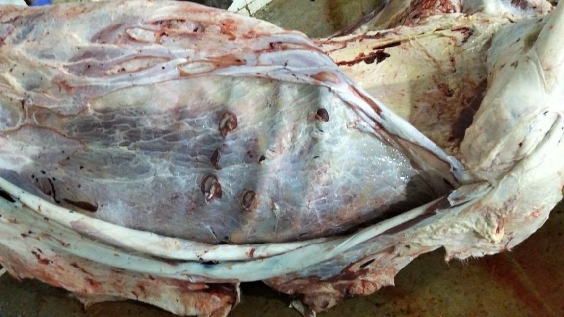 ضبط لحوم بقرية غير صالحة للاستهلاك البشري داخل مركبة في المفرق
