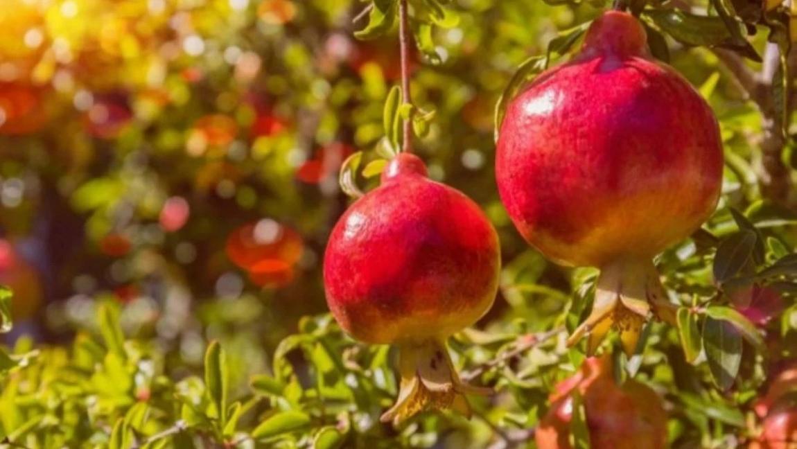 بدء التسجيل للمشاركة في مهرجان الرمان في إربد 
