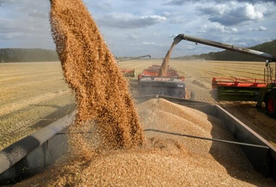 صادرات القمح الروسية تتراجع 37.5%